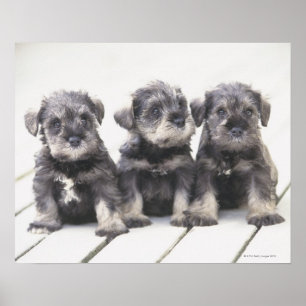 Der Zwergschnauzer ist eine Zucht des kleinen Poster