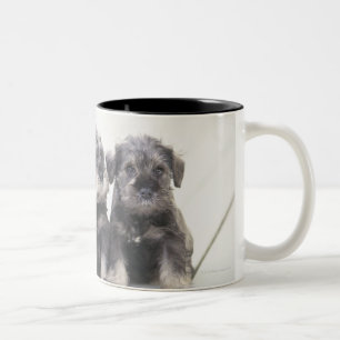 Der Zwergschnauzer ist eine Zucht des kleinen Zweifarbige Tasse