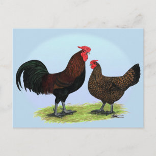 Derbyshire Redcap Fowl Postkarte