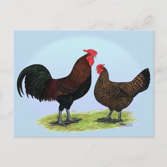 Derbyshire Redcap Fowl Postkarte (Vorderseite)