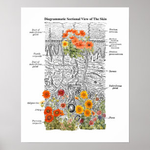 Dermatologie Hautanatomie Kunst mit Blumendetails Poster