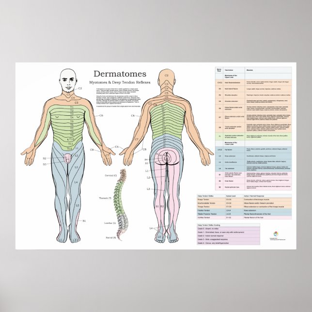 Dermatome Myotomes Reflexe Poster Chiropractic (Vorne)
