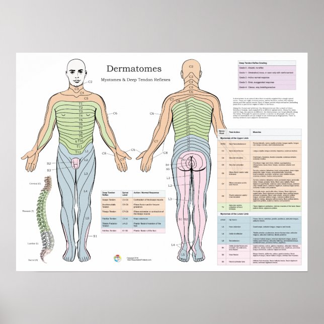 Dermatomes Myotomes Deep-Sehnenreflexe Poster (Vorne)