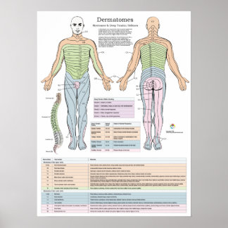 Dermatomes Myotomes et DTR Poster Chiropratique