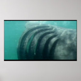 derrière une affiche de requin