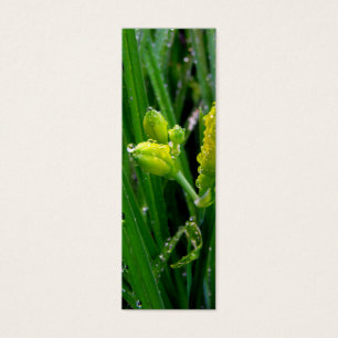 des bourgeons de lys verts frais avec des gouttes