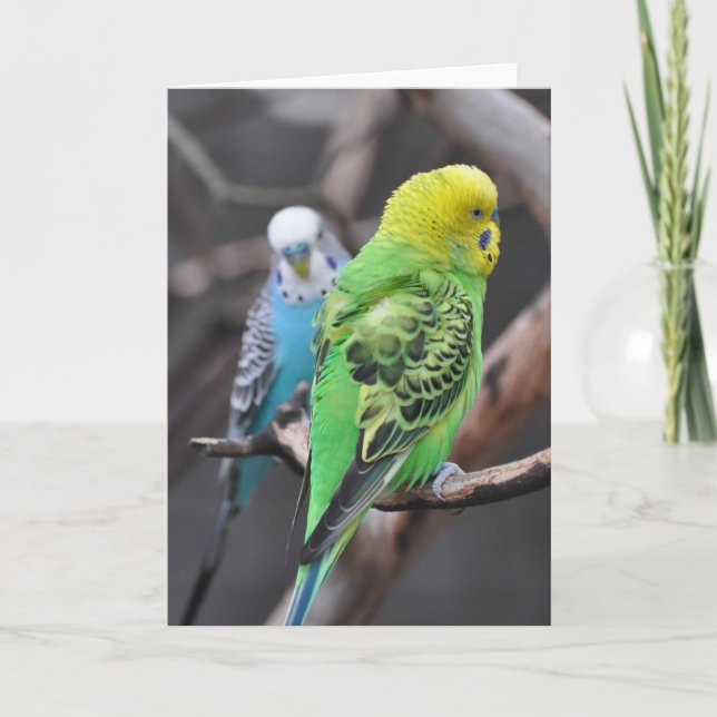 Des Budgies colorées ! - Carte Art Cadre (Devant)