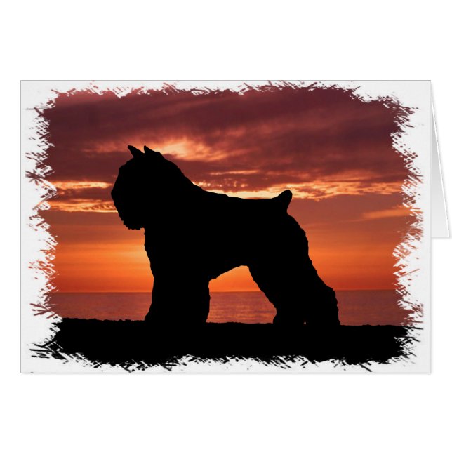 DES Flandres de Bouvier (Devant horizontal)