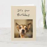 Des Geburtstages sind beängstigender Karte<br><div class="desc">Des alles- Gute zum Geburtstaggeburtstages sind beängstigender Spaßchihuahua-Hund</div>