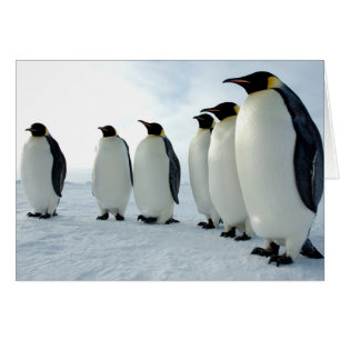Des pingouins empereurs alignés