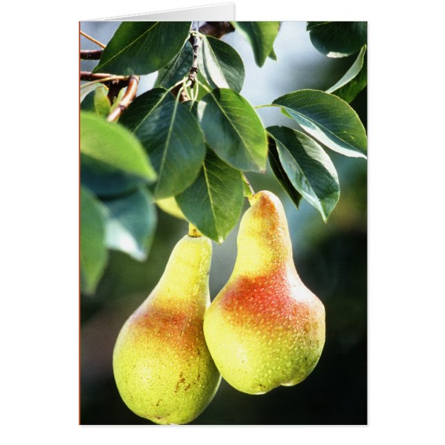 Des poires sur un arbre photo (Devant)