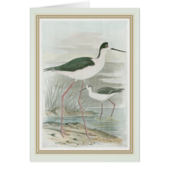 Des tiltes noires au bord de l'eau (Devant)