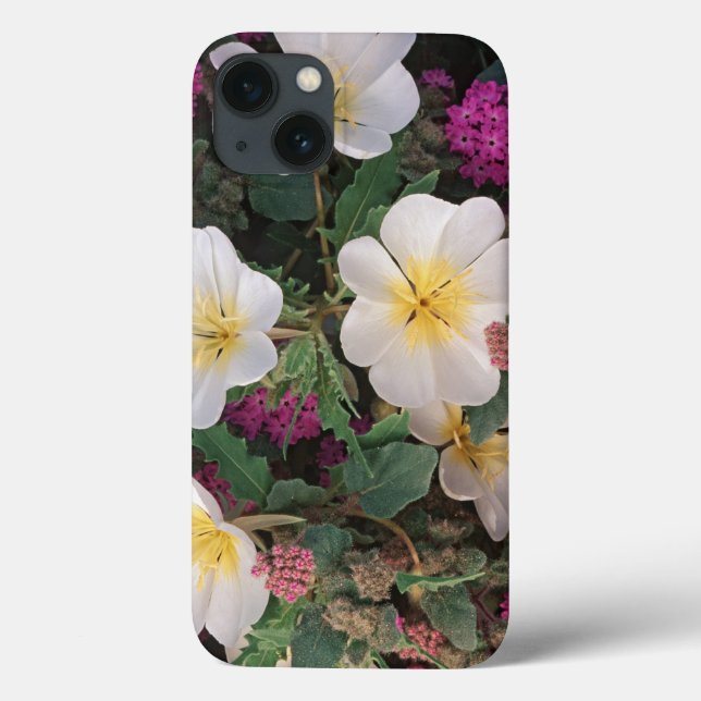 Desert Abend Primrose und Wüste Sand Verbena, Case-Mate iPhone Hülle (Rückseite)