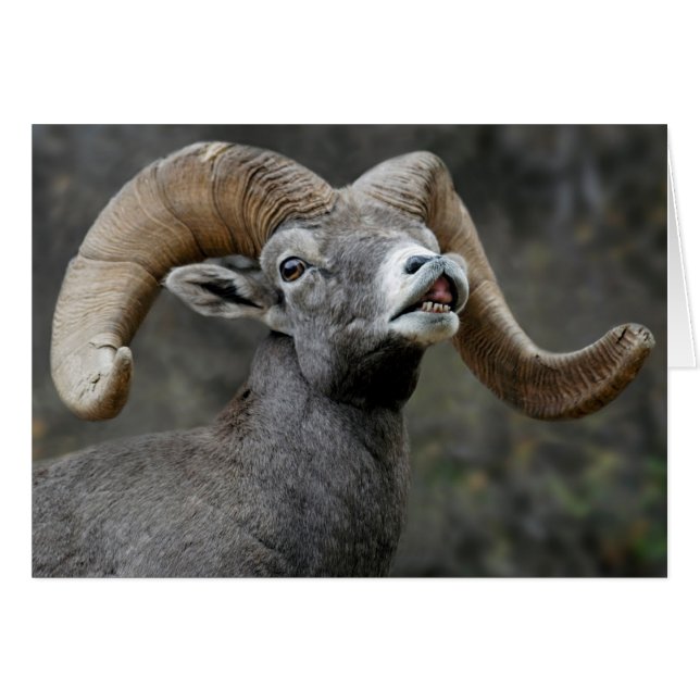 Desert Bighorn Ram (Vorderseite (Horizontal))
