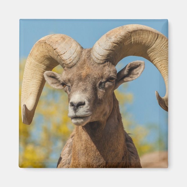 Desert Bighorn Ram Magnet (Vorne)