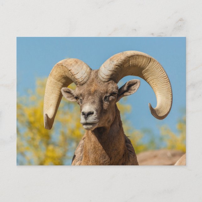 Desert Bighorn Ram Postkarte (Vorderseite)
