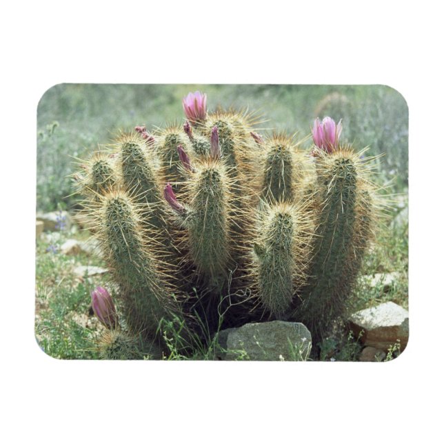 Desert Blooms Cactus Decorative Kühlschrankmagnet Magnet (Horizontal)