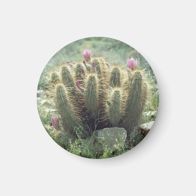 Désert Blooms Cactus Réfrigérateur Magnet cadeau (Devant)