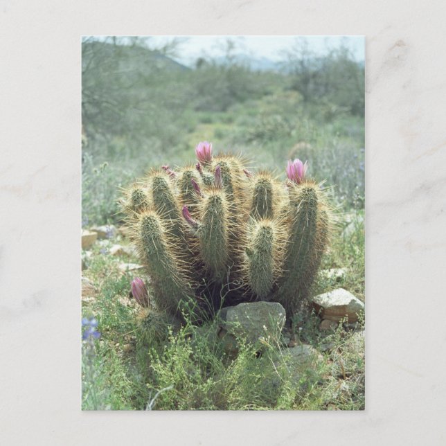 Desert Blooms Cactus Sonora Arizona Foto Postkarte (Vorderseite)