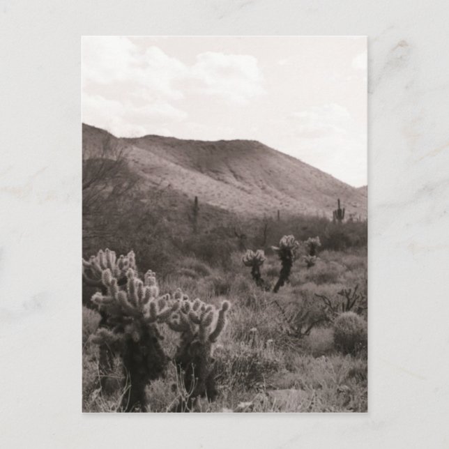 Desert Cacti Jumping Cholla B&W Foto Postkarte (Vorderseite)