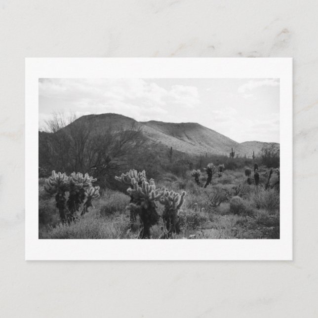 Desert Cacti Jumping Cholla B&W Foto Postkarten (Vorderseite)