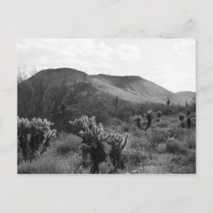 Desert Cacti Jumping Cholla B&W Foto Postkarten