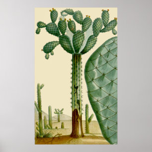 Desert Cacti Scene Poster