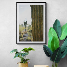 Desert Cactus Fotografy Poster