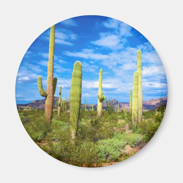 Desert cactus landscape, Arizona Magnet (Vorne)