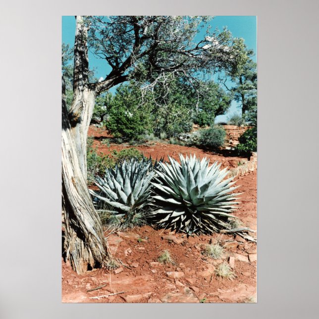 Desert Cactus Poster (Vorne)