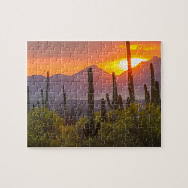 Desert cactus sunset, Arizona (Horizontal)