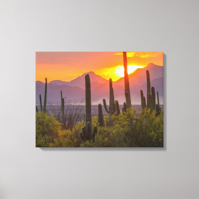 Desert cactus sunset, Arizona Leinwanddruck (Vorderseite)