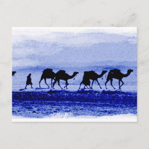 Desert Camel Caravan Blue Postcard Postkarte