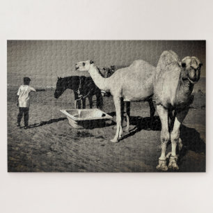 Desert Camels