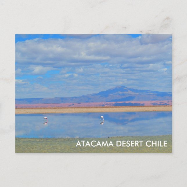 Désert d'Atacama, Flamant rose Chili Carte postale (Devant)