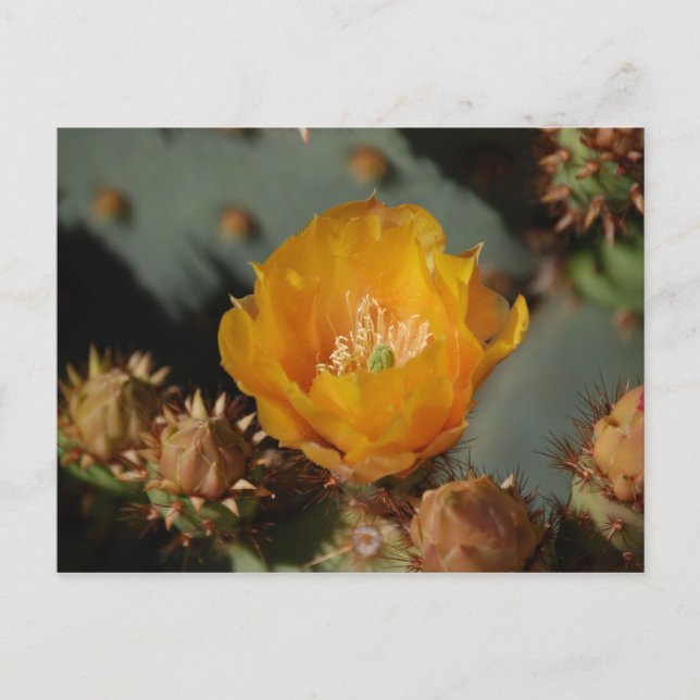 Desert Gold Postkarte (Vorderseite)