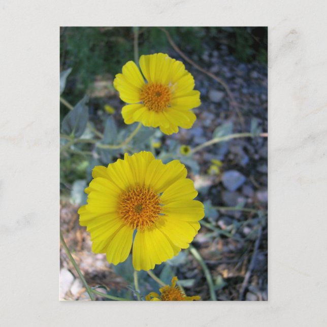 Desert Gold Postkarte (Vorderseite)