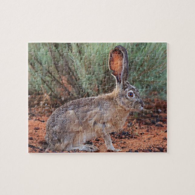 Desert Jackrabbit (Horizontal)