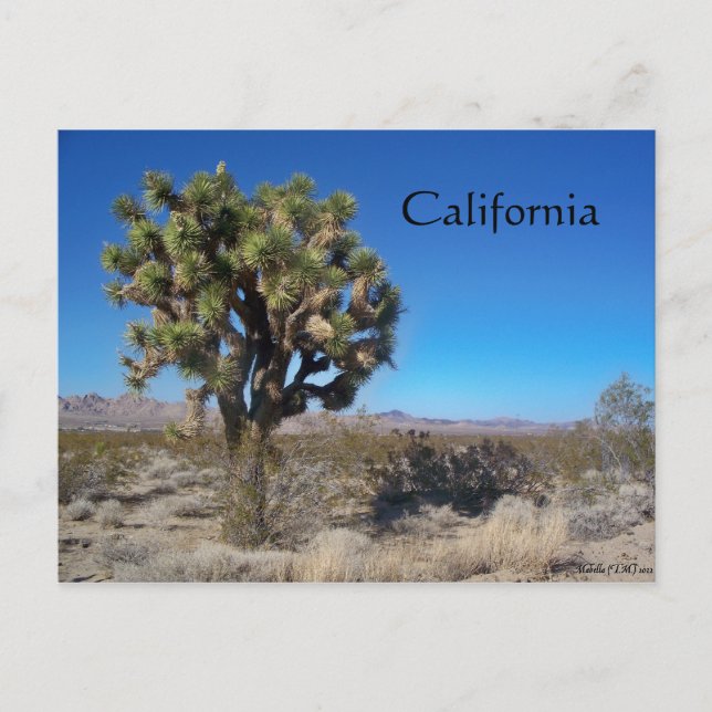 Desert Joshua Tree Postkarte (Vorderseite)