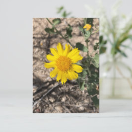 Desert Marigold Dankeskarte