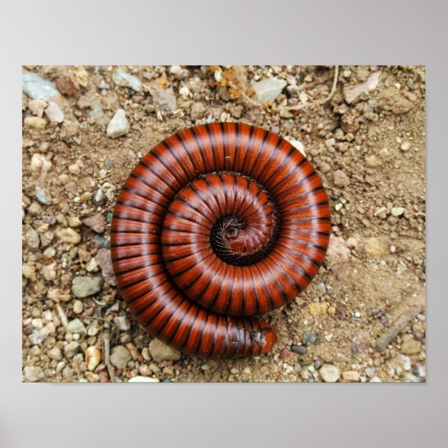 Desert Millipede Poster (Vorne)