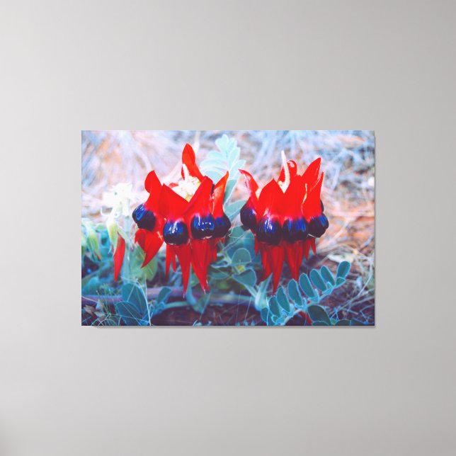 DESERT PEA 32x48 Leinwanddruck (Vorderseite)