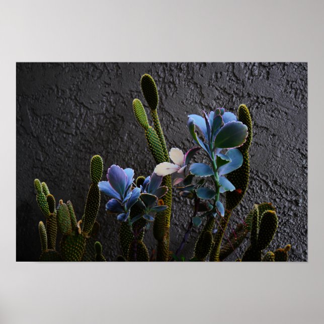 Desert Plants Poster (Vorne)