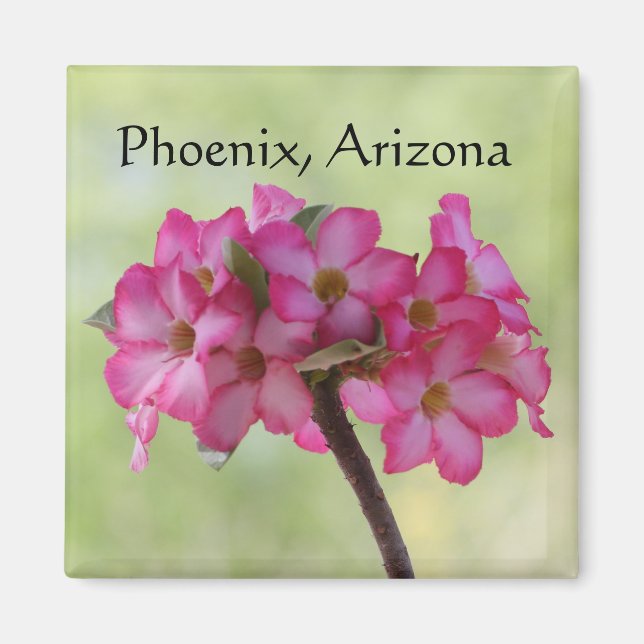 Desert rose in pink Phoenix, AZ Magnet (Vorne)