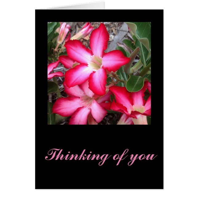 Desert Rosereeting Card (Vorne)