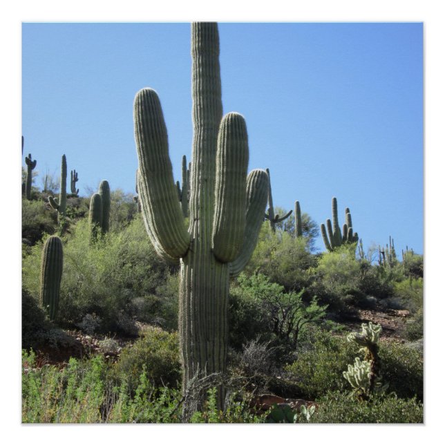 Desert Saguaro Poster (Vorderseite)