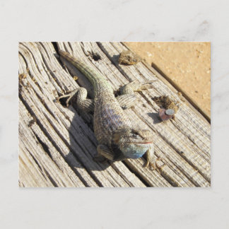 Desert Spiny Lizard Postkarte