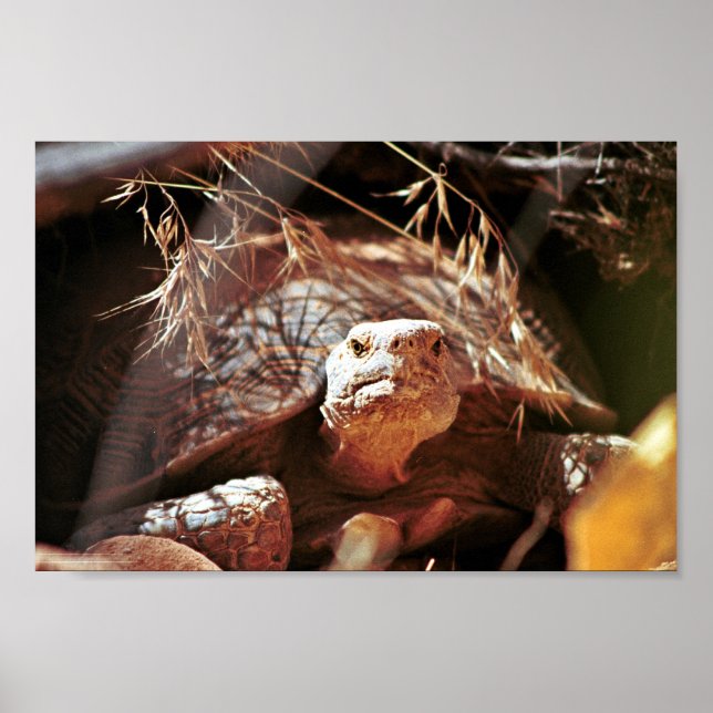 Desert Tortoise Poster (Vorne)
