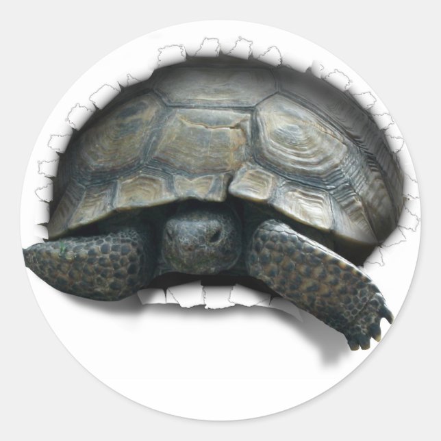 DESERT TURTLE, KOMMT AUF YA RUNDER AUFKLEBER (Vorderseite)