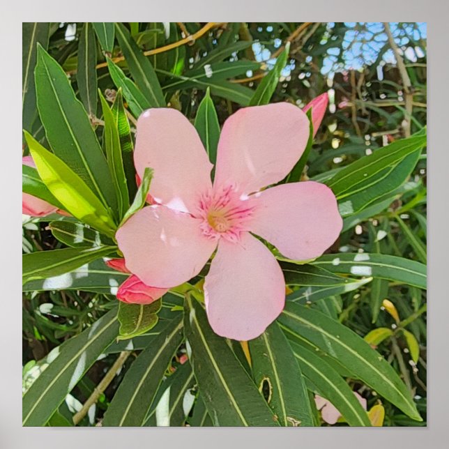 Desert Willow Blume Foto Poster (Vorne)